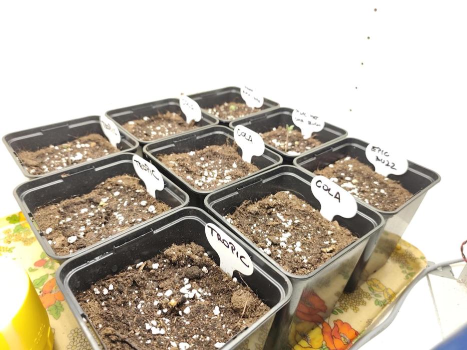 Koutasmannn First G.D.. Week 0