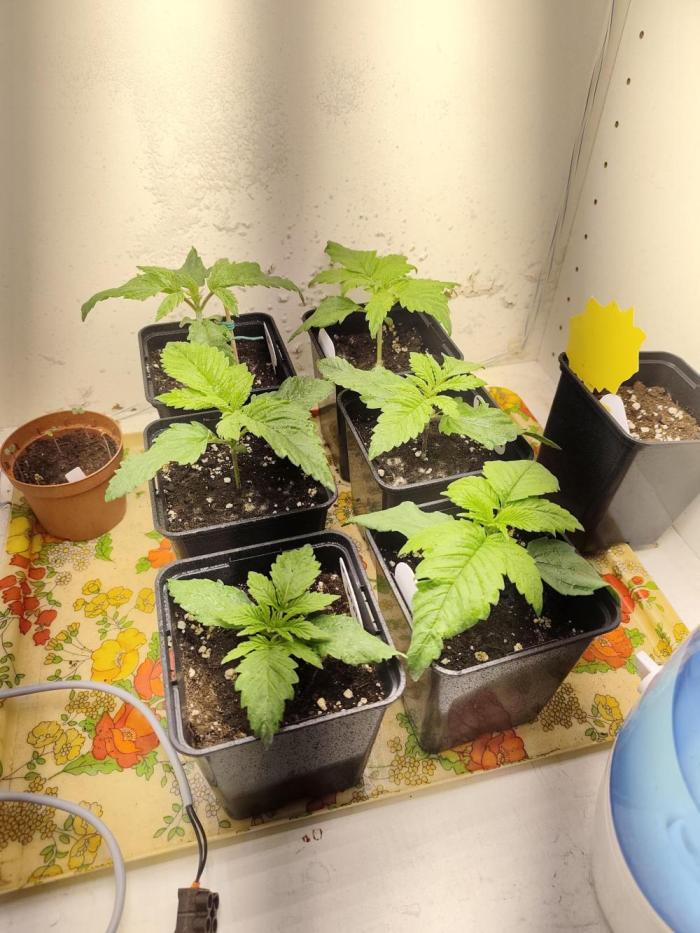 Koutasmannn First G.D.. Week 1