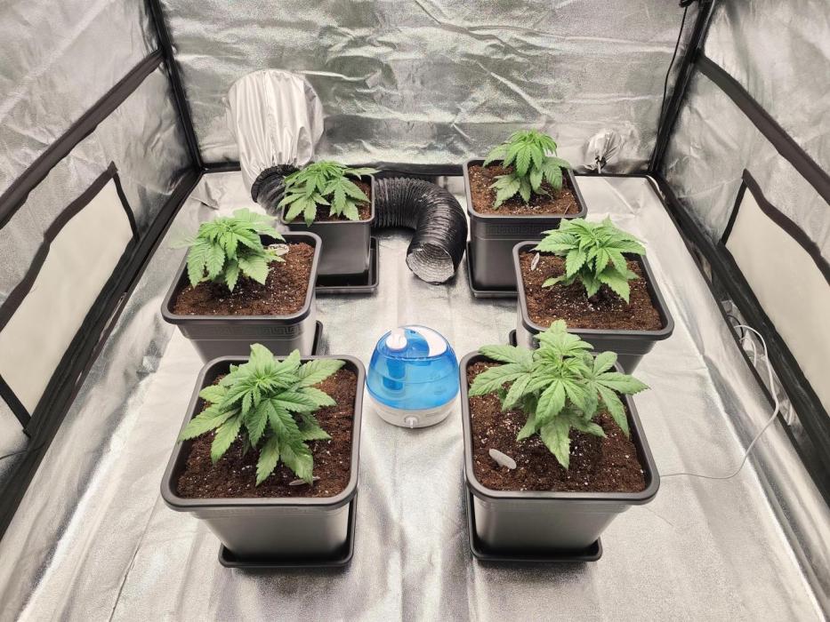 Koutasmannn First G.D.. Week 3