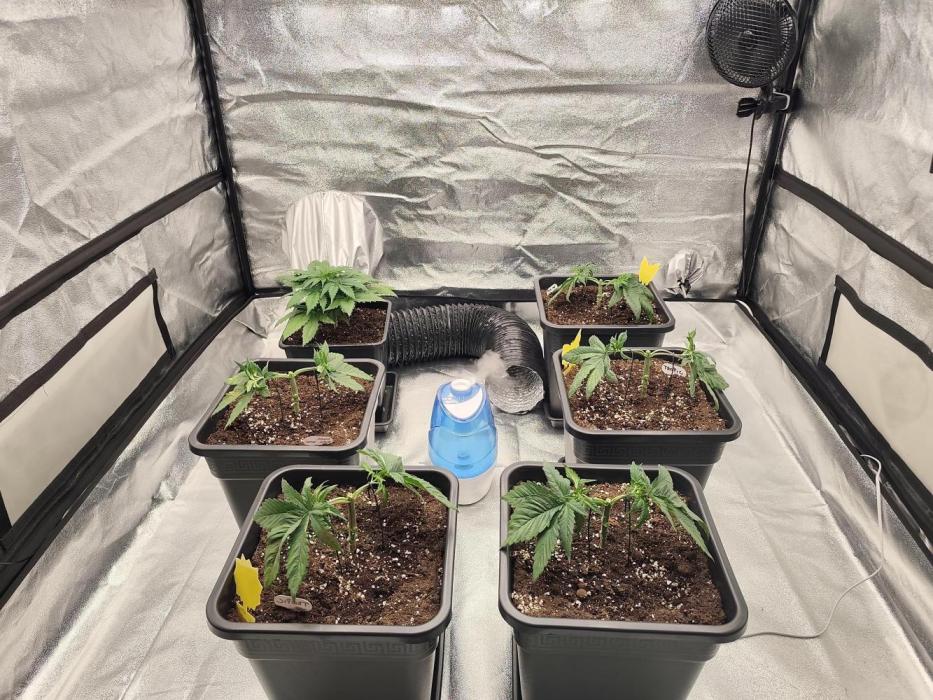 Koutasmannn First G.D.. Week 4