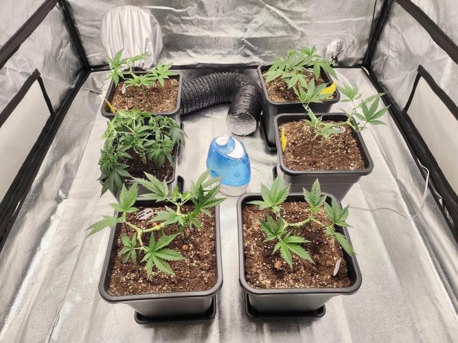 Koutasmannn First G.D.. Week 5