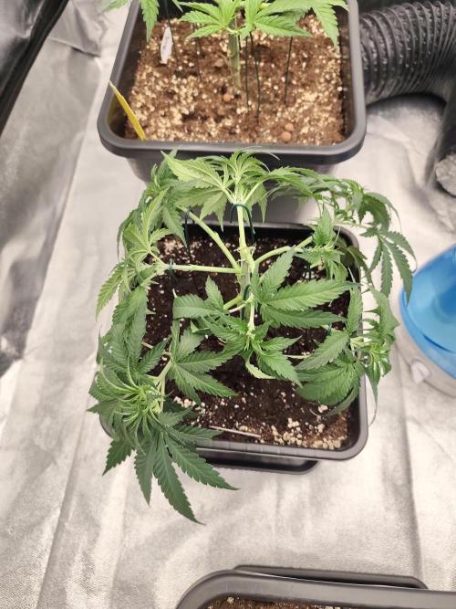 Koutasmannn First G.D.. Week 5