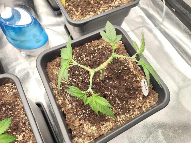 Koutasmannn First G.D.. Week 5