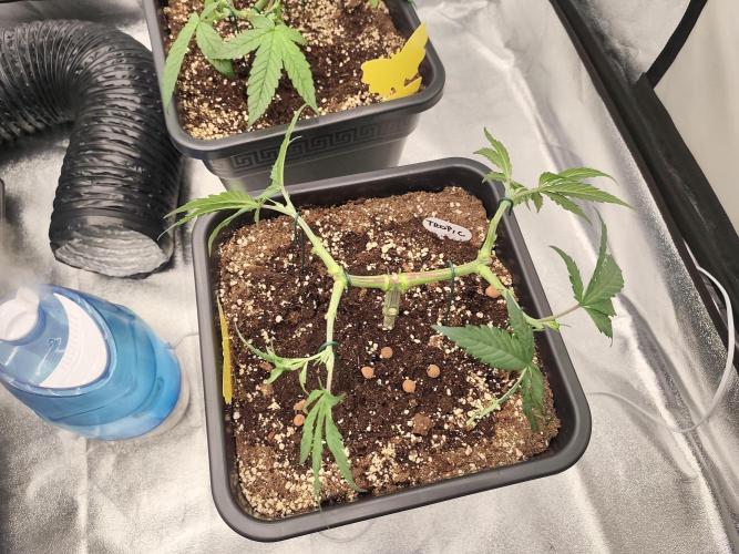 Koutasmannn First G.D.. Week 5