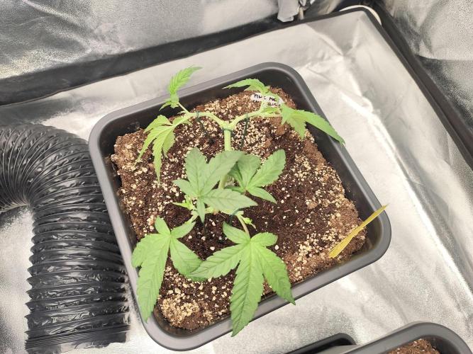 Koutasmannn First G.D.. Week 5