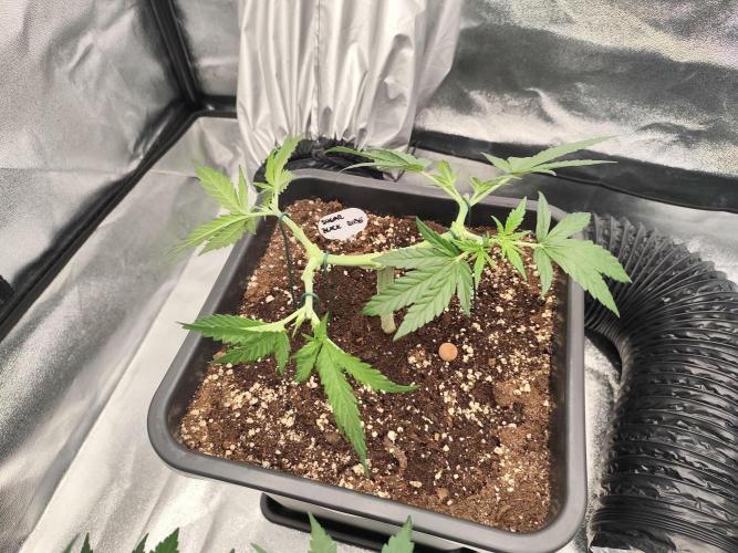 Koutasmannn First G.D.. Week 5
