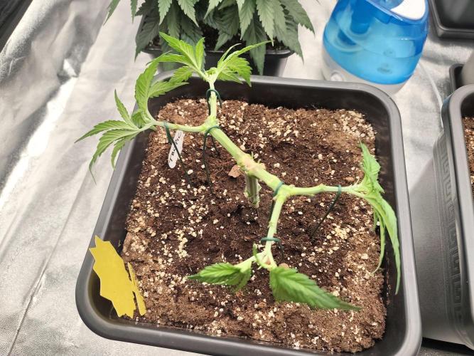 Koutasmannn First G.D.. Week 5