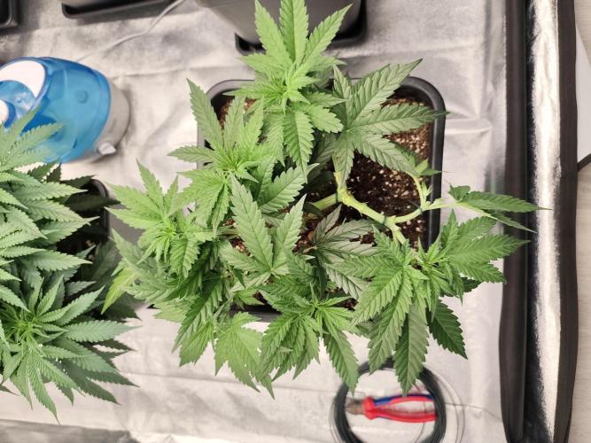 Koutasmannn First G.D.. Week 6