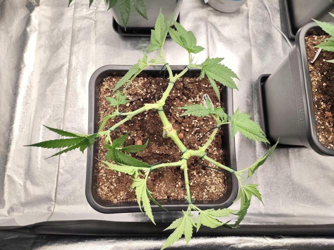 Koutasmannn First G.D.. Week 6