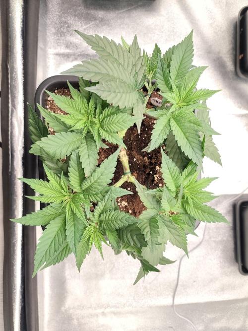 Koutasmannn First G.D.. Week 6