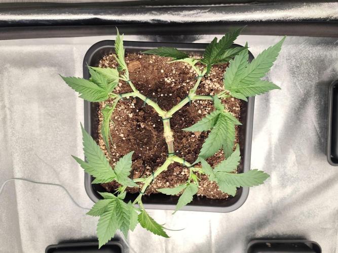 Koutasmannn First G.D.. Week 6