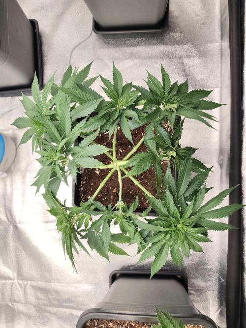 Koutasmannn First G.D.. Week 6
