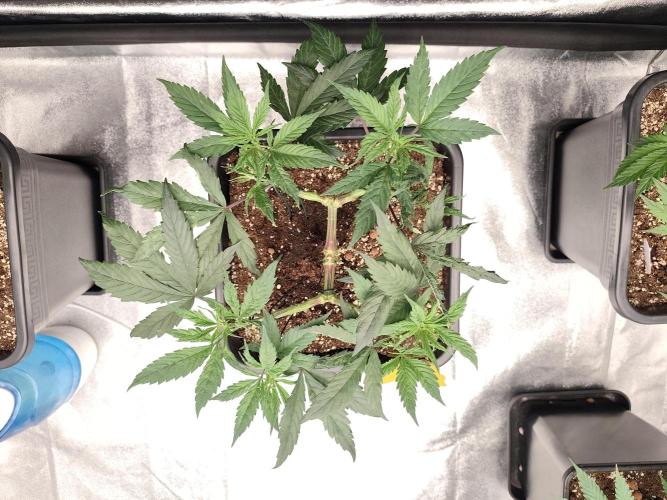 Koutasmannn First G.D.. Week 6