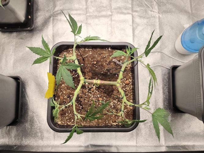 Koutasmannn First G.D.. Week 6