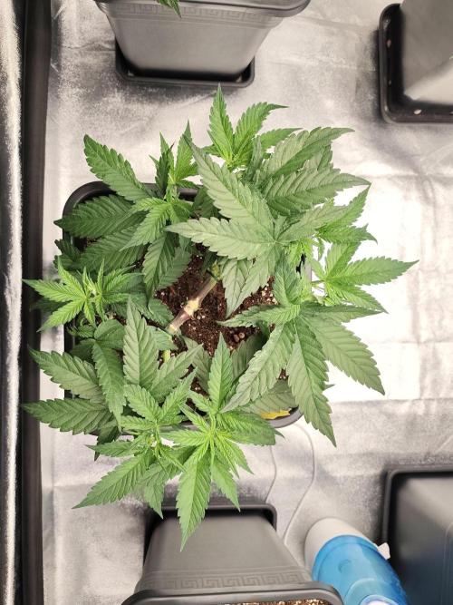 Koutasmannn First G.D.. Week 6