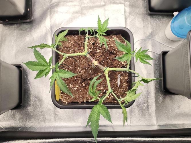 Koutasmannn First G.D.. Week 6