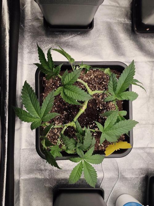 Koutasmannn First G.D.. Week 6