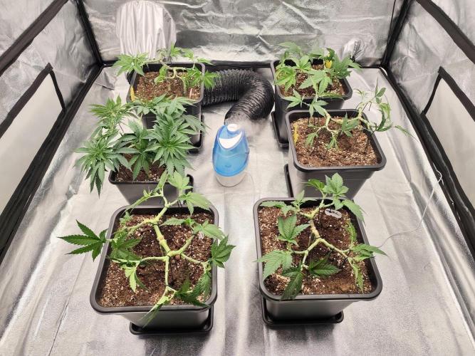Koutasmannn First G.D.. Week 6