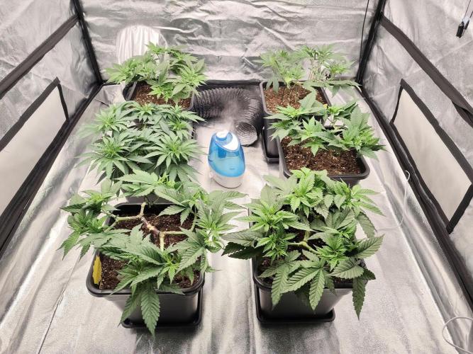 Koutasmannn First G.D.. Week 7