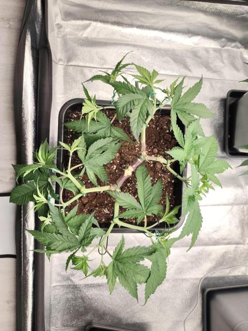 Koutasmannn First G.D.. Week 7