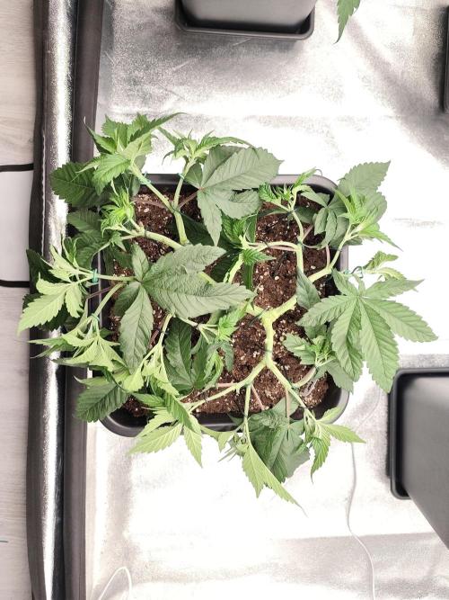 Koutasmannn First G.D.. Week 7