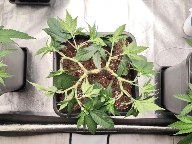 Koutasmannn First G.D.. Week 7