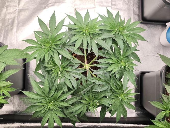 Koutasmannn First G.D.. Week 7