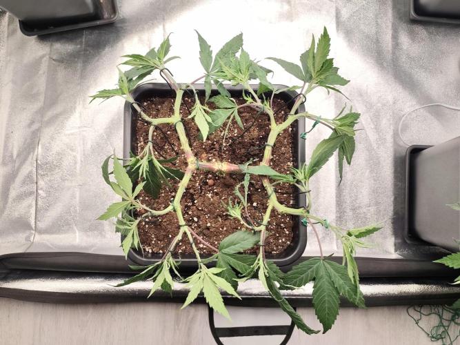 Koutasmannn First G.D.. Week 7
