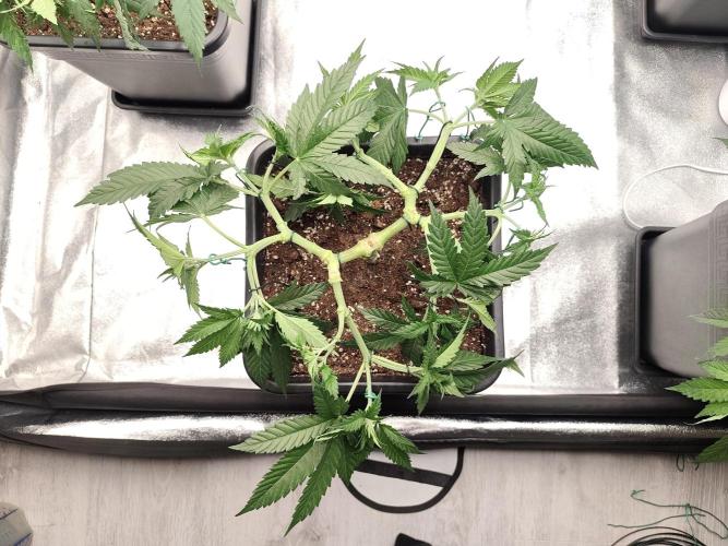 Koutasmannn First G.D.. Week 7