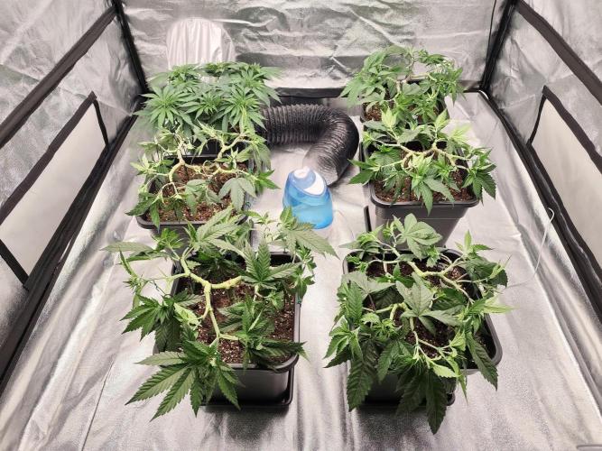 Koutasmannn First G.D.. Week 7