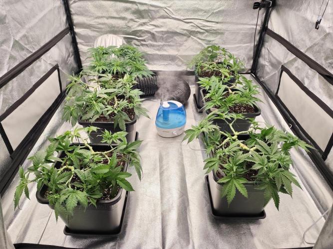 Koutasmannn First G.D.. Week 7
