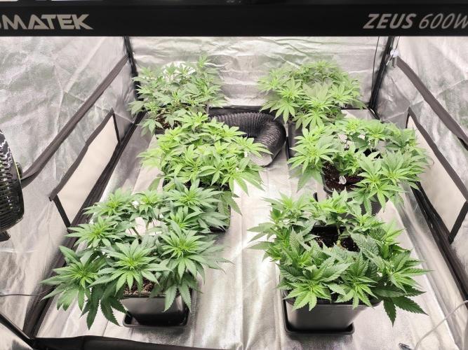 Koutasmannn First G.D.. Week 8