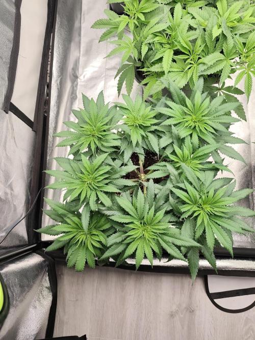 Koutasmannn First G.D.. Week 8