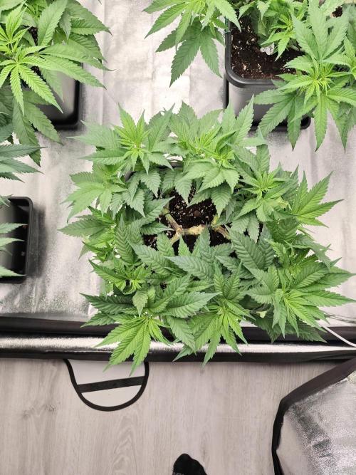 Koutasmannn First G.D.. Week 8