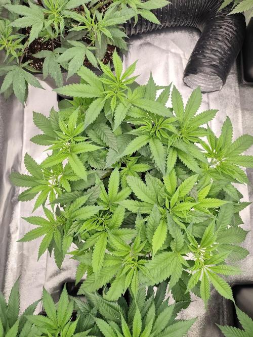 Koutasmannn First G.D.. Week 8