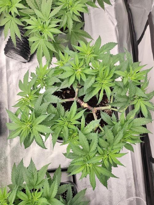 Koutasmannn First G.D.. Week 8