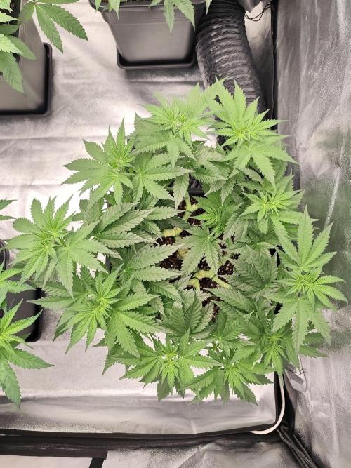 Koutasmannn First G.D.. Week 8