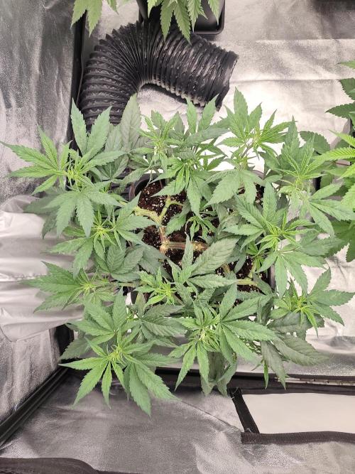 Koutasmannn First G.D.. Week 8