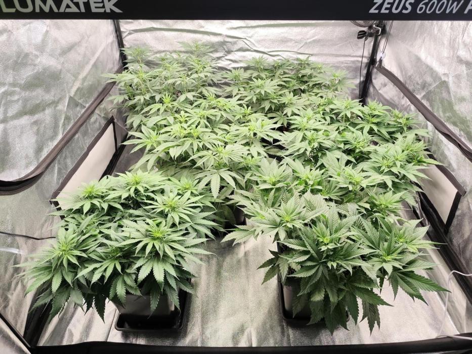 Koutasmannn First G.D.. Week 9