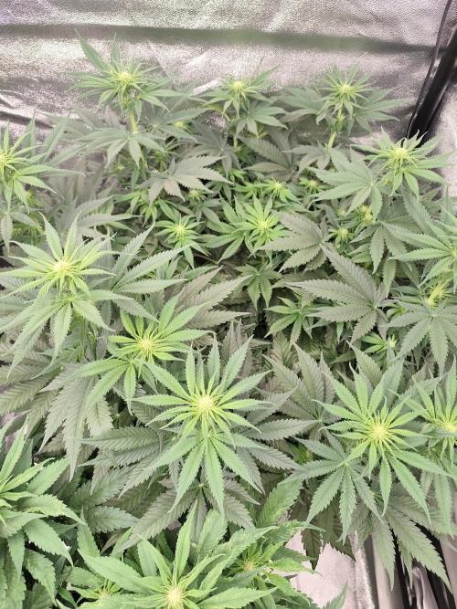 Koutasmannn First G.D.. Week 10