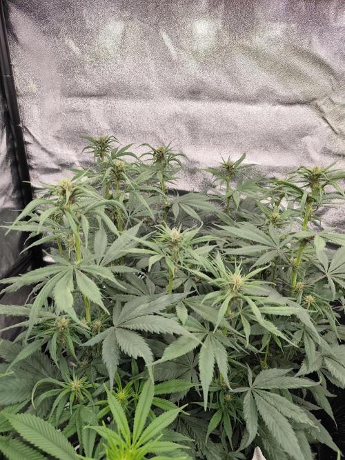 Koutasmannn First G.D.. Week 10