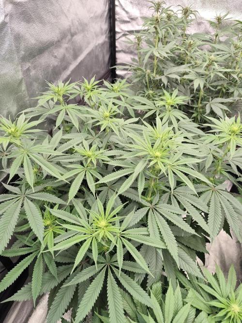 Koutasmannn First G.D.. Week 10