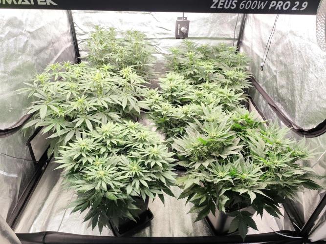 Koutasmannn First G.D.. Week 10