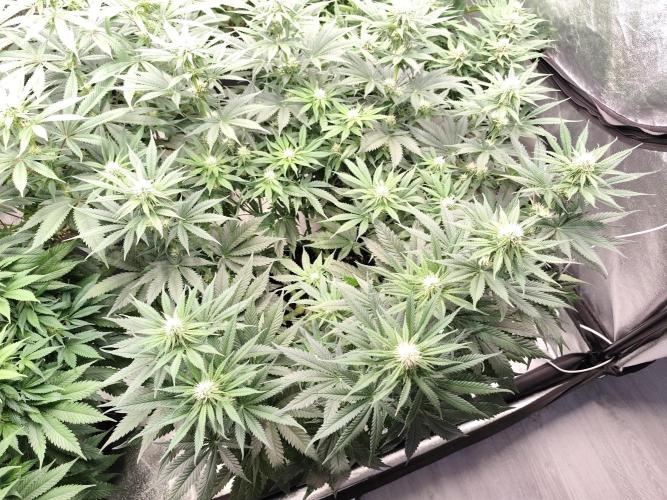 Koutasmannn First G.D.. Week 11