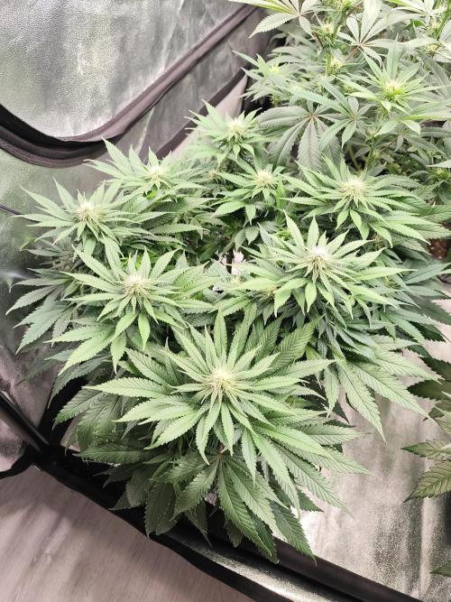 Koutasmannn First G.D.. Week 11