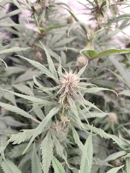 Koutasmannn First G.D.. Week 11
