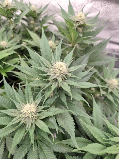 Koutasmannn First G.D.. Week 11