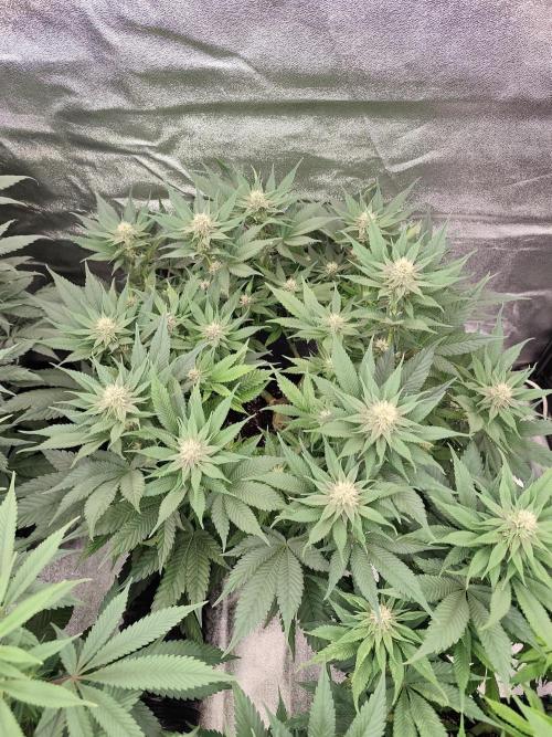 Koutasmannn First G.D.. Week 11
