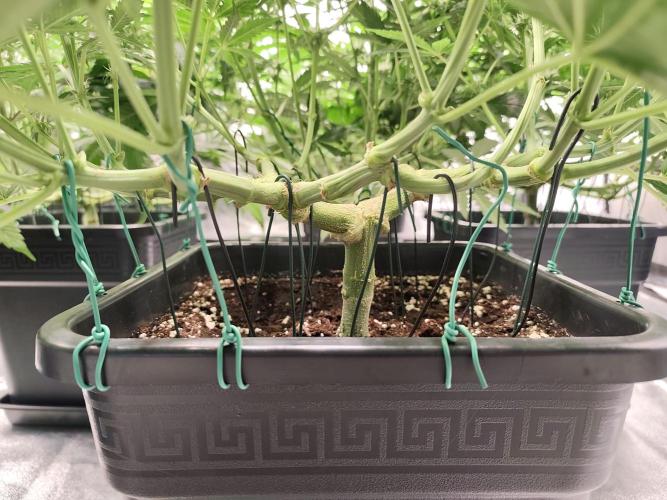 Koutasmannn First G.D.. Week 11