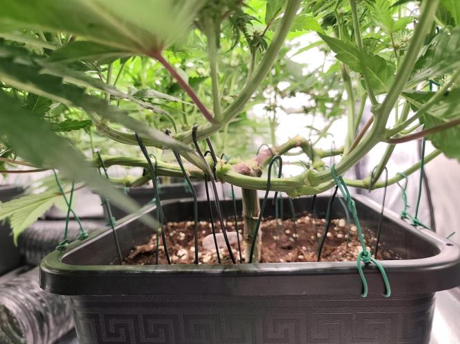 Koutasmannn First G.D.. Week 11